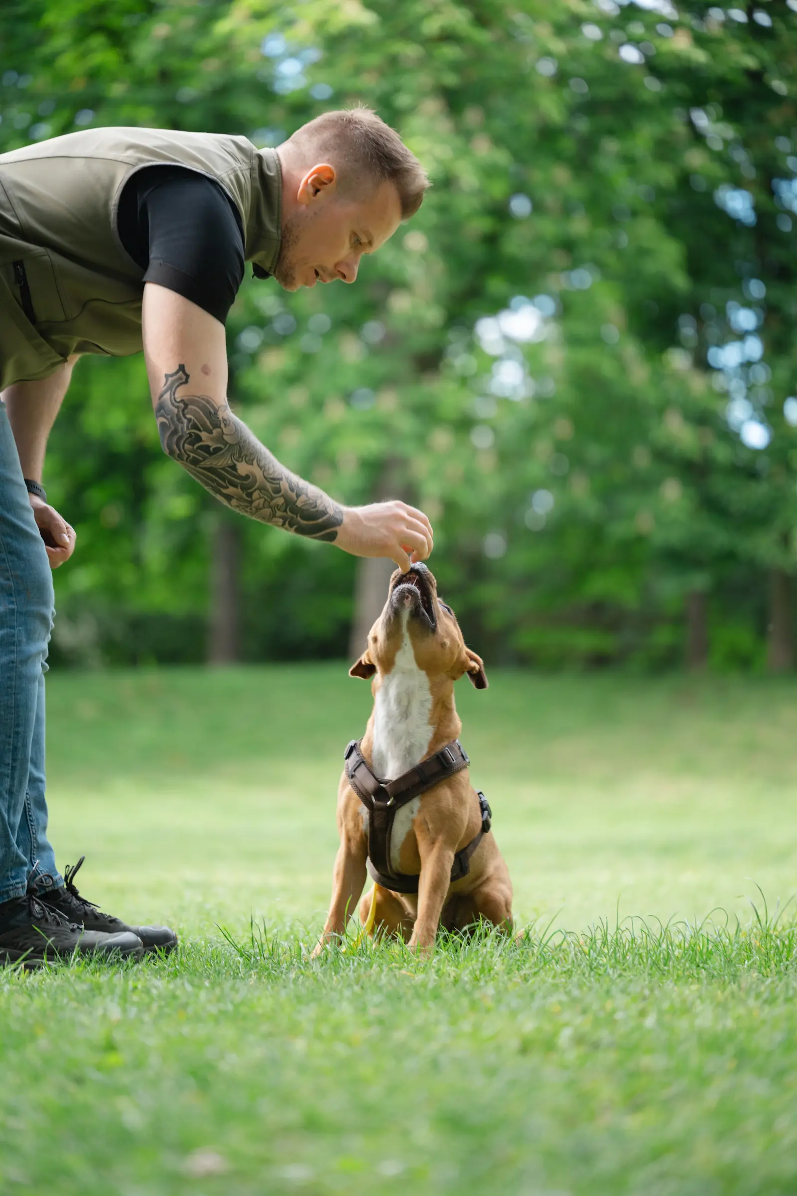 Hundetrainer Steffen gibt einem jungen Hund im Stadtpark Graz ein Leckerli während einer Einzelstunde