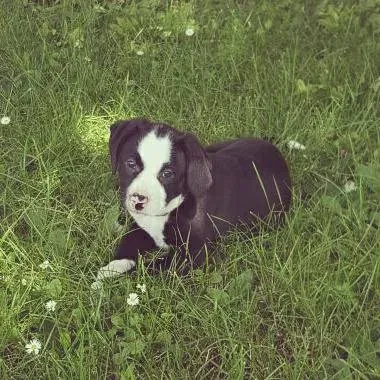 Emma als Welpe liegt im Gras — der erste eigene Hund von Steffen Taubitz