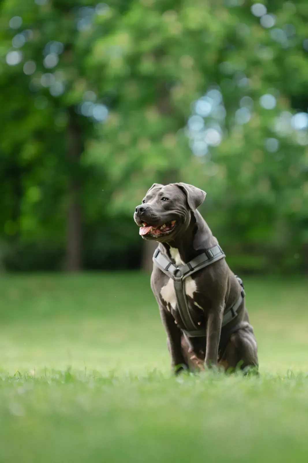 Luna, die blau-graue Mischlings-Hündin von Hundetrainer Steffen Taubitz, im Park in Graz