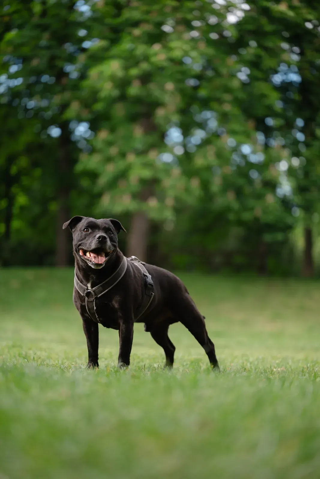 Johnny, der schwarze Staffordshire Bullterrier von Hundetrainer Steffen Taubitz, im Park in Graz