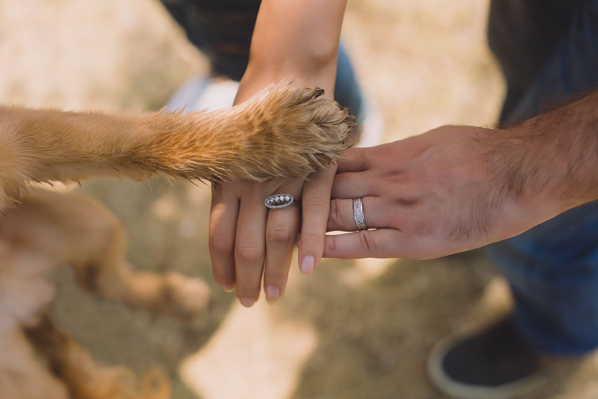 Die 7 Grundpfeiler der Hundeerziehung: Der Schlüssel zu einer entspannten Beziehung mit deinem Hund